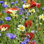 wild-flower-meadow-5317661_1920