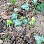 IMG_20220203_100312_resized_20220203_101218684